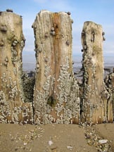 Barnacle SEO: 4 Ways to Grow Beyond Your Organic Limitations image