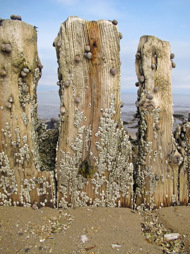 Barnacle SEO: 4 Ways to Grow Beyond Your Organic Limitations image