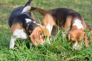 Two beagles tracking a scent in the grass